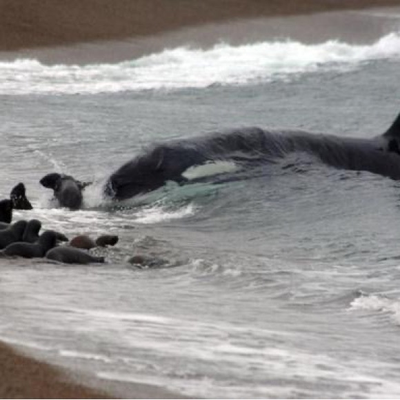 SC - Picture 5 of 17